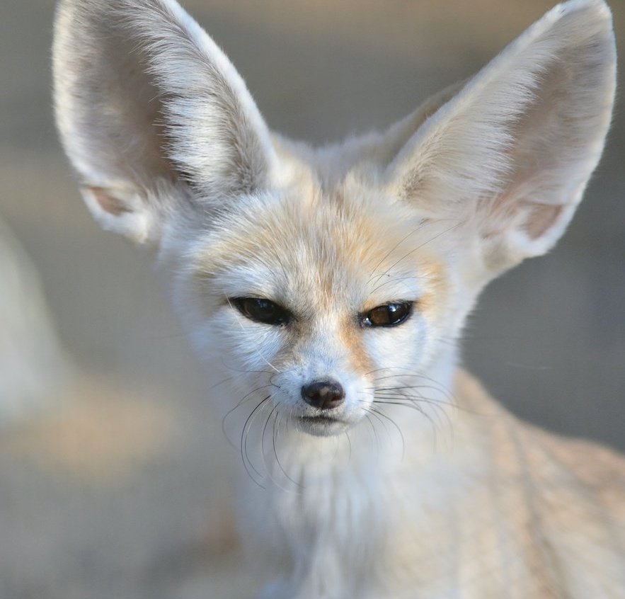 Daily David Tennant as a Fennec Fox 🦊 on Twitter: "Day #381 of David