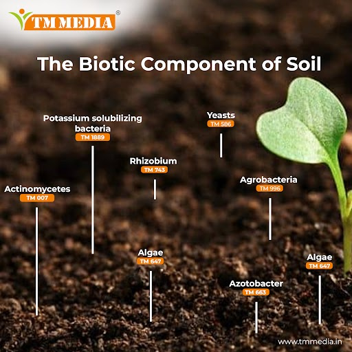 tmmediain's tweet photo. Soil microflora plays a significant role in bioremediation and plant growth.
Identify the soil microflora with TM Media Culture media collection.
#tmmedia #titanbiotechltd #microbiology #microbiologylab #microbiologist #soilmicroflora #microorganism #infection #soilmicrobe https://t.co/7zJ2DxK4FL