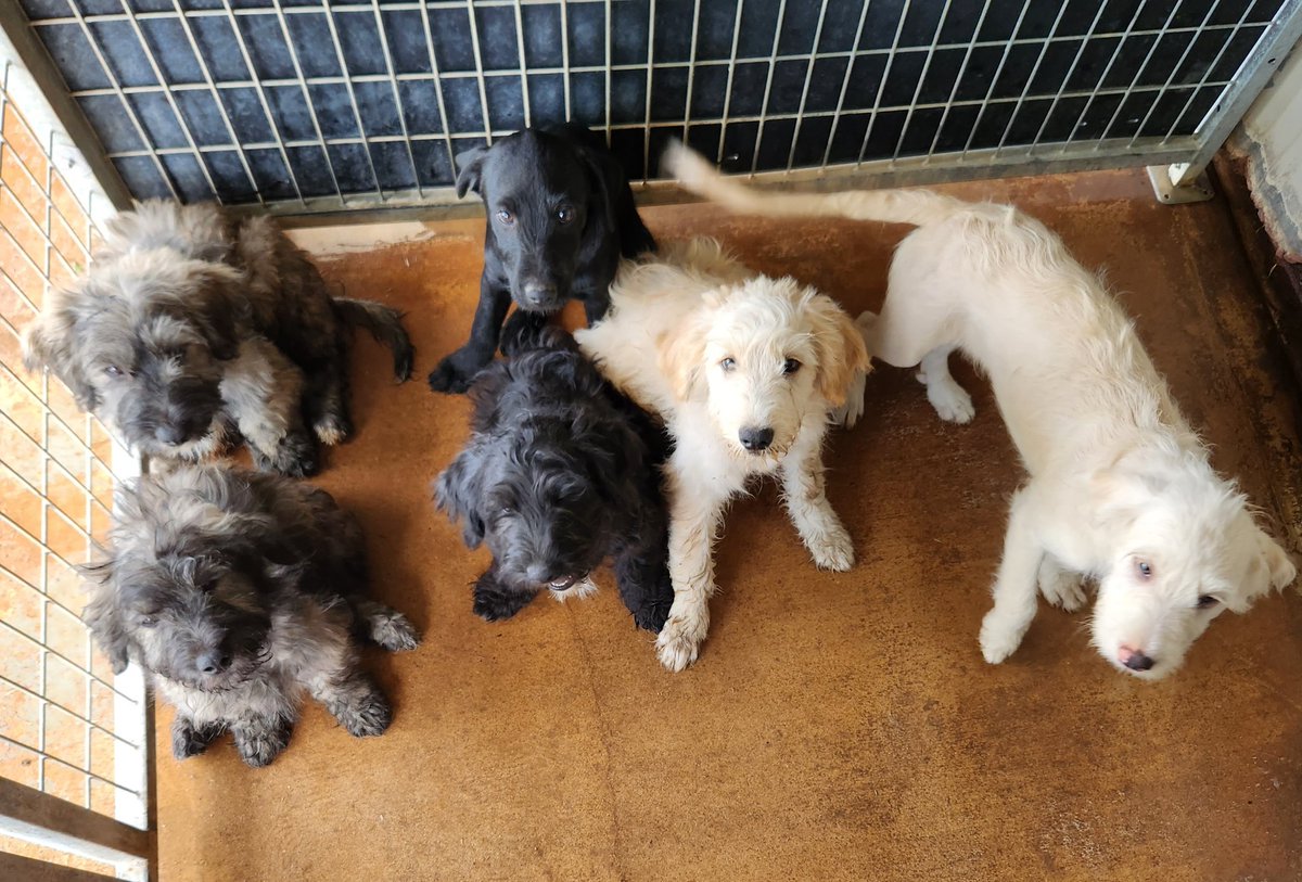 PawRanch's tweet image. We are proud  to  partner  with Subaru and  its  retailers  for  #saautoshow !   Stop  by  the #SubaruLovesPets  Adoption Event  on  November 11th, 12th, and 13th  at the Henry B. Gonzalez Convention Center   to  see  and adopt some  furry friends! Doodle puppies will be there!