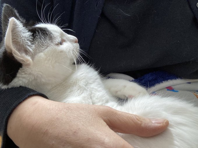 ねこ、アカチャンみたいなときある 