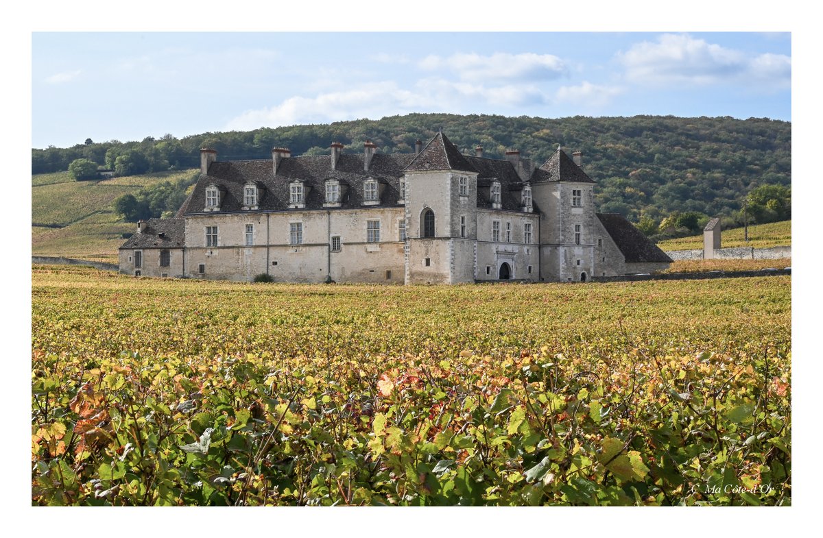 MaCotedOr's tweet photo. Le Clos de Vougeot dans son écrin doré
#architecture #CôtedOr #BaladeSympa #FranceMagique #MagnifiqueFrance #vigne #vin #automne #autumncolors  #Bourgogne #colors #landscapephotography #Monument #Photography #Nikon #patrimoine #photo #photooftheday #Tourisme #vignoble #paysage https://t.co/RAacQvdcc8