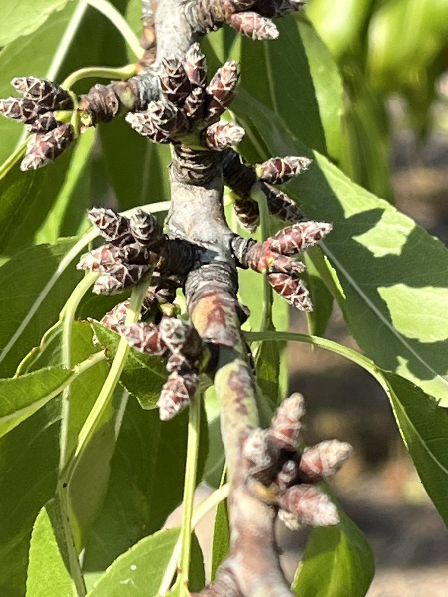 AlbertoVimar's tweet photo. Así estaban hoy los #Almendros #Vayro en #Caspe #BajoAragón. https://t.co/vPpGyBm1xh