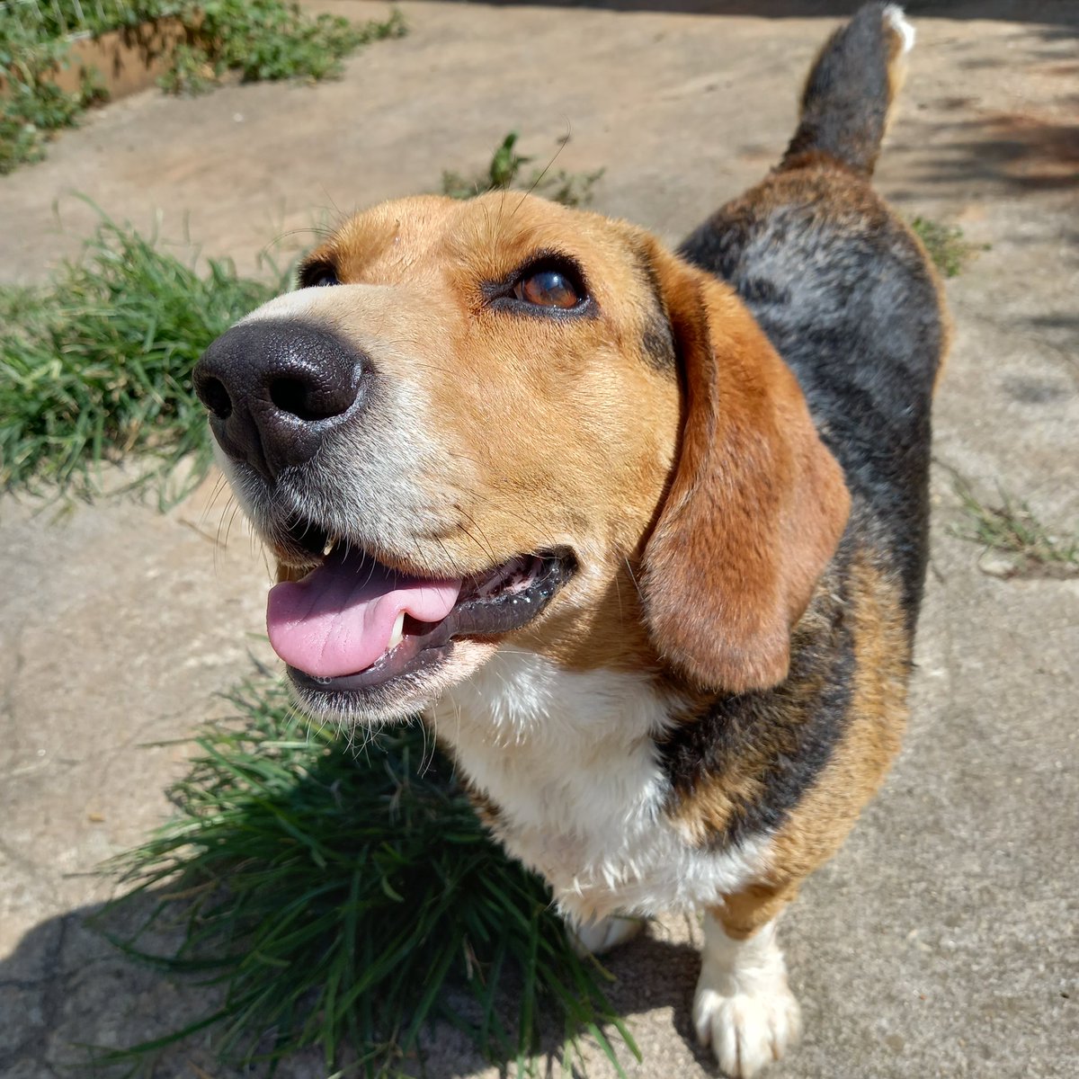 Percy...my great friend🐶😍 #dogs #dogsoftwitter #BestFriend #animals #photo #photography