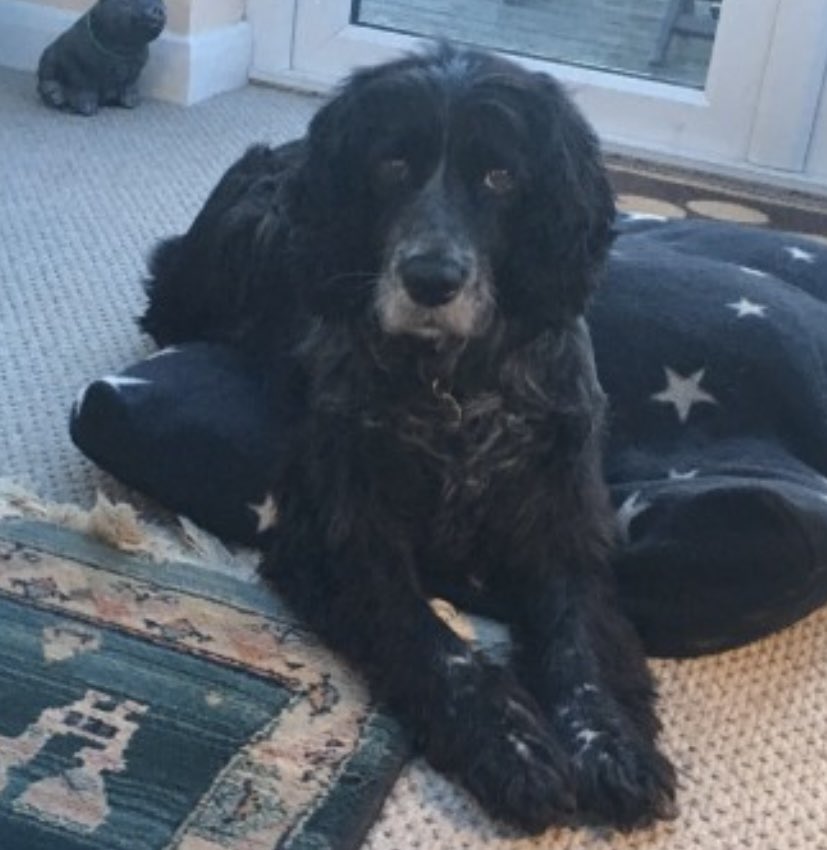 rosieDoc2's tweet photo. #SpanielHour 

POOR MOLLY LOST IN NEW AREA, SHE WOULD OF BEEN SO VERY SCARED 
#MiltonDameral #EX22
Female black #Sprocker 
31/3/18 NEVER SEEN AGAIN 😞
TAGGED/CHIPPED/SPAYED 
Docked…had operation on tail so had bald patch WHO FOUND HER? 

https://t.co/eU3RGLn6UI https://t.co/aO1kpyLrEK