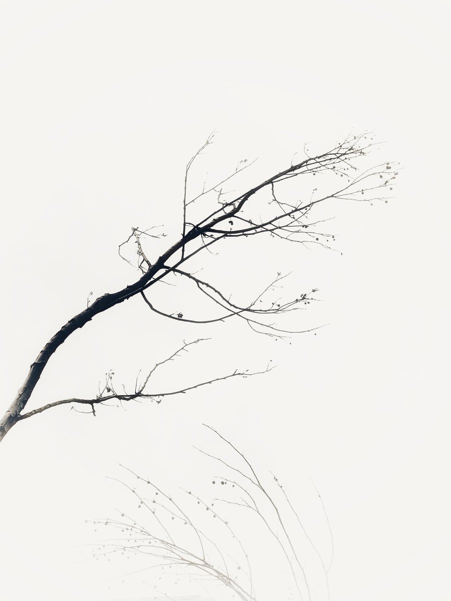 Eliezer Jáuregui tweet media