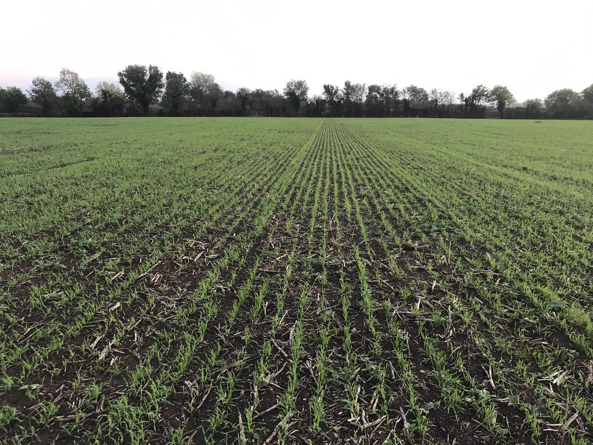 First year direct drill in this field with winter barley after beans drilled on October 1st