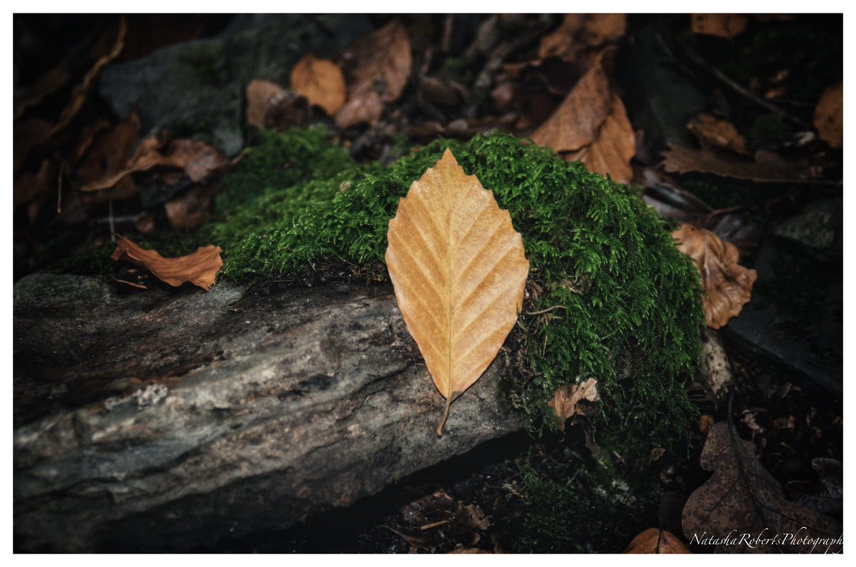 Natasha Roberts Imagery tweet media