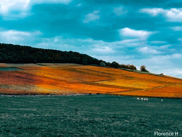 Fleurenfleurs's tweet photo. #vignobles #bourgogne #cotechalonnaise #chenoves @WeLoveBourgogne @AuthenBourgogne @bfc_region #colorsofday #Skytober2022 #photo #photography https://t.co/t0XK6vhBvy