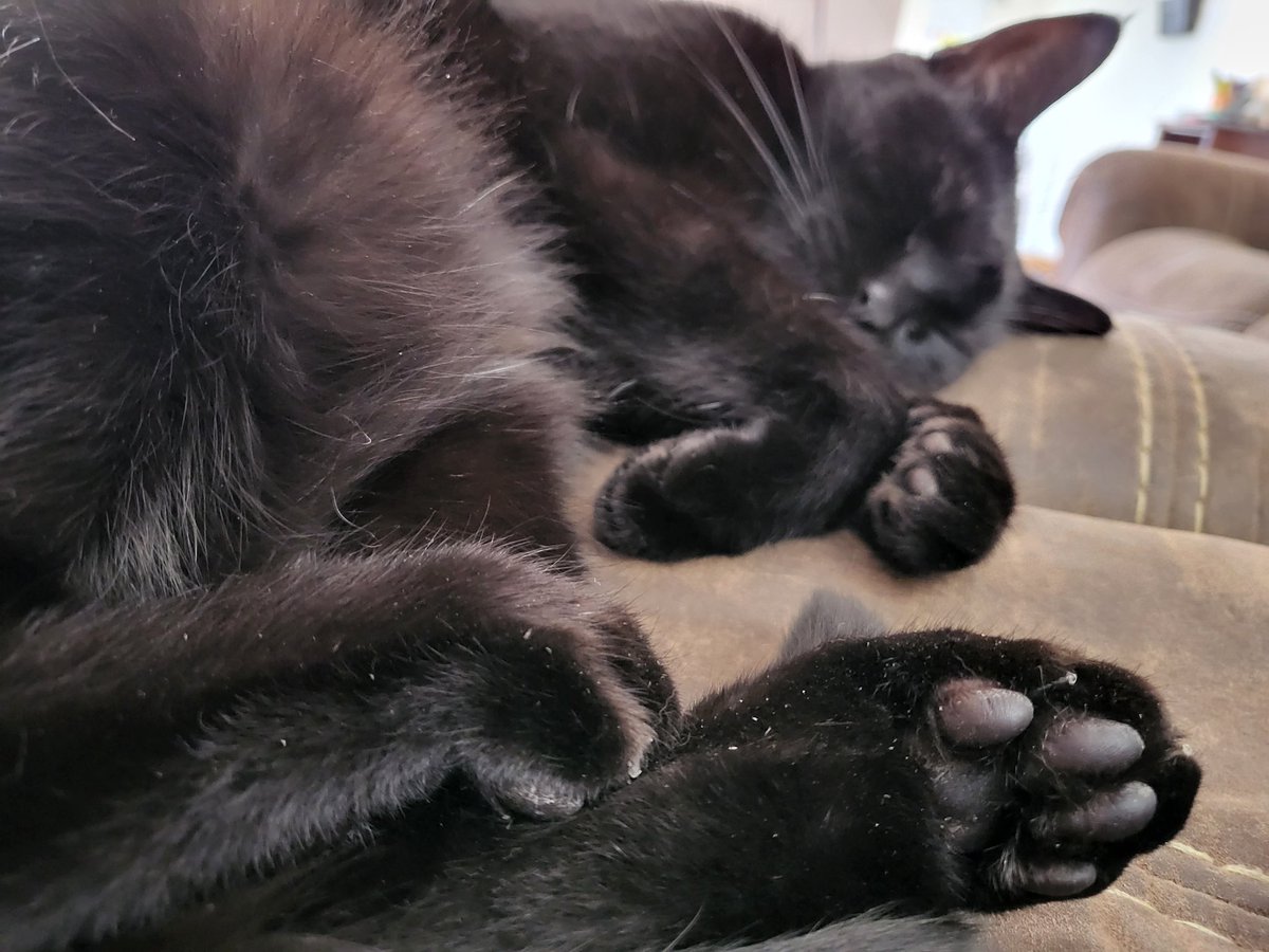 DruidCraftProps's tweet image. Miss Chi chi Rodriguez has blessed us with her toebeans on this beautiful Autumn day.
#blackcats #voidkitty #beans