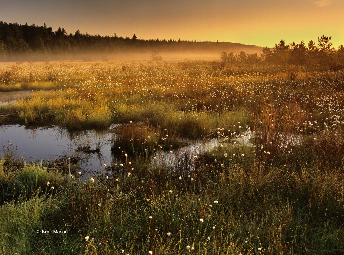 .@JenMorrisNature & @KameranOnley along with distinguished scientists, educators & activists discuss equitable conservation practice, 30x30, biodiversity, climate & more to celebrate #halfearthday2022 with @smithsonian & @EOWilsonFndtn. Watch event here: nature.ly/3sxTlRj