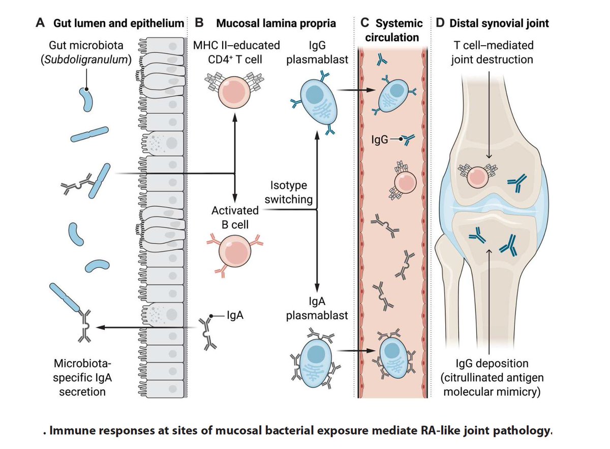 Eric Topol (@erictopol) on Twitter photo A specific strain of bacteria from the gut can activate the immune system and induce joint-centered antibodies, simulating rheumatoid arthritis, reinforcing the #microbiome's potential role -> autoimmune conditions
<a href="/ScienceTM/">Science Translational Medicine</a>
science.org/doi/10.1126/sc…
science.org/doi/epdf/10.11… A specific strain of bacteria from the gut can activate the immune system and induce joint-centered antibodies, simulating rheumatoid arthritis, reinforcing the #microbiome's potential role -> autoimmune conditions
<a href="/ScienceTM/">Science Translational Medicine</a>
science.org/doi/10.1126/sc…
science.org/doi/epdf/10.11…