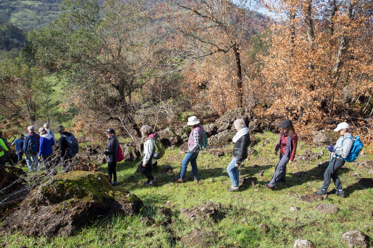 sonomaopenspace's tweet image. Protected by Sonoma County Ag + Open Space in 2002, the Keen property is home to ancient lava flows, elegant displays of native plant, and stunning views of the Mayacamas. Join us and @SonomaEcology for a strenuous hike at Keen on November 13 - sign up: campsite.bio/sonomaopenspace