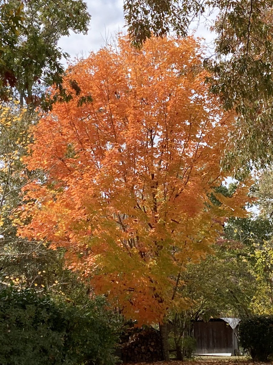 Maple at its best