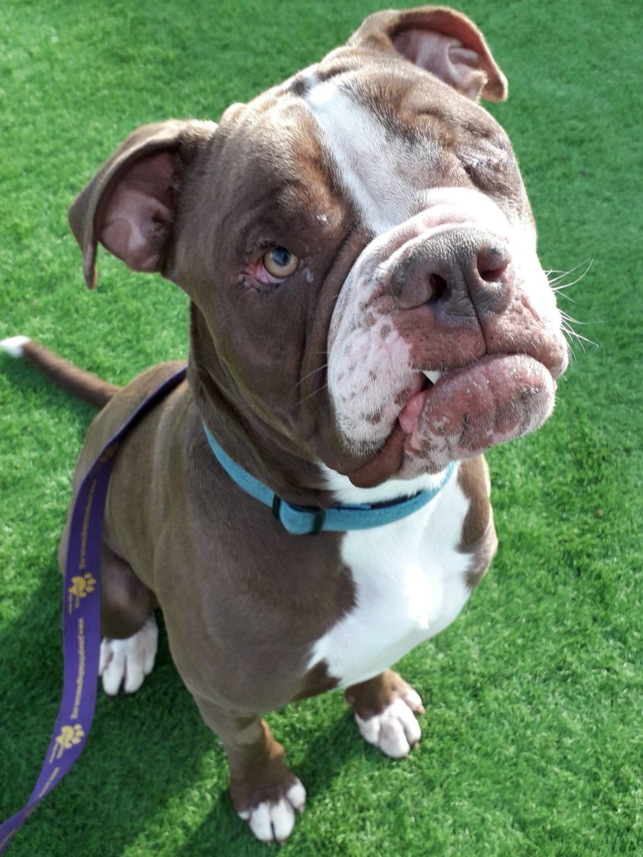 Pawprints Dog Rescue (UK) tweet media