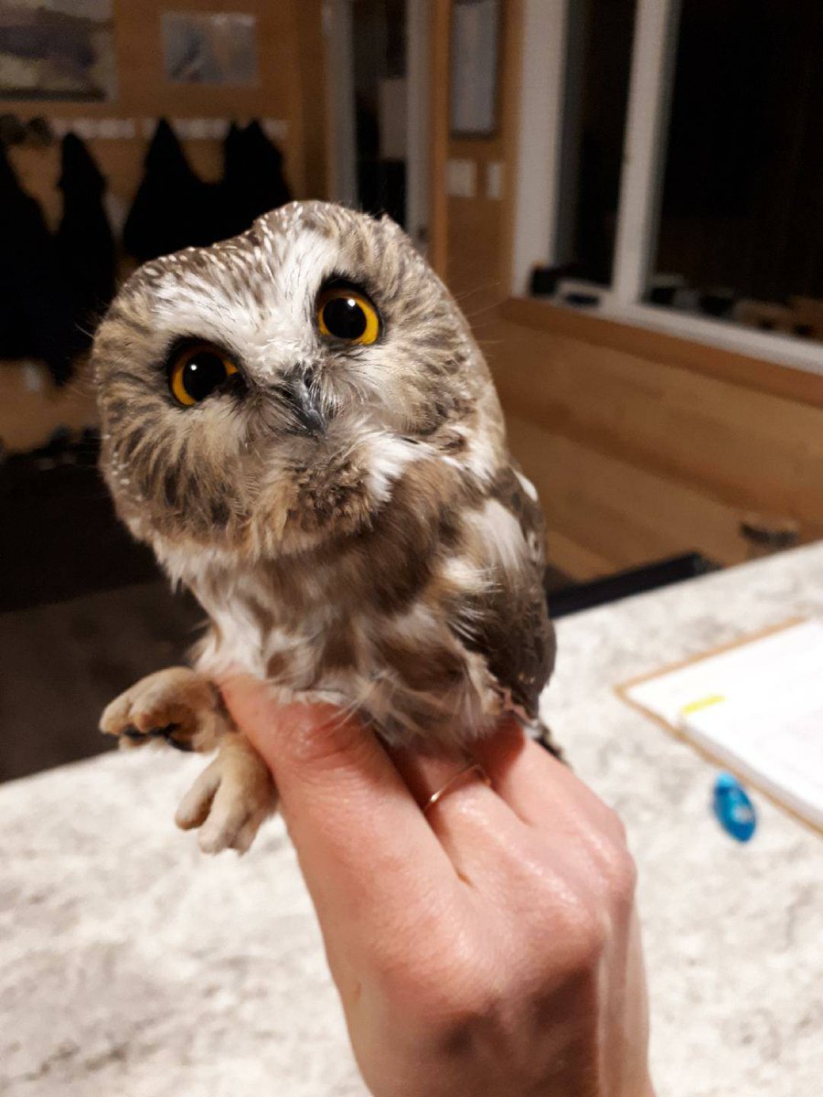 It seems the peak in owl migration is upon us with 21 owl captures last night  - 18 Northern Saw-whet Owls and 3 Long-eared Owls! 
#BeaverhillBirds #BirdBanding #MigrationMonitoring #OwlsOfAlberta #OwlsAreCute