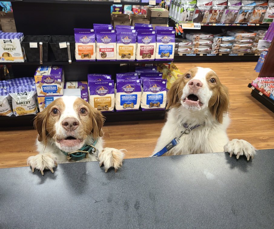 Lucy and Penny are simply too cute for this world 😃 😃 🐶!
#cutecustomeralert #lucy #penny #toocuteforwords #doglife #bff #twopeasinapod #cutedogs #dogsofinstagram #instadog #localpetstore #hollickkenyon #mcconachie #brintnell #loveliveshere @petvalu ❤️ 🐾