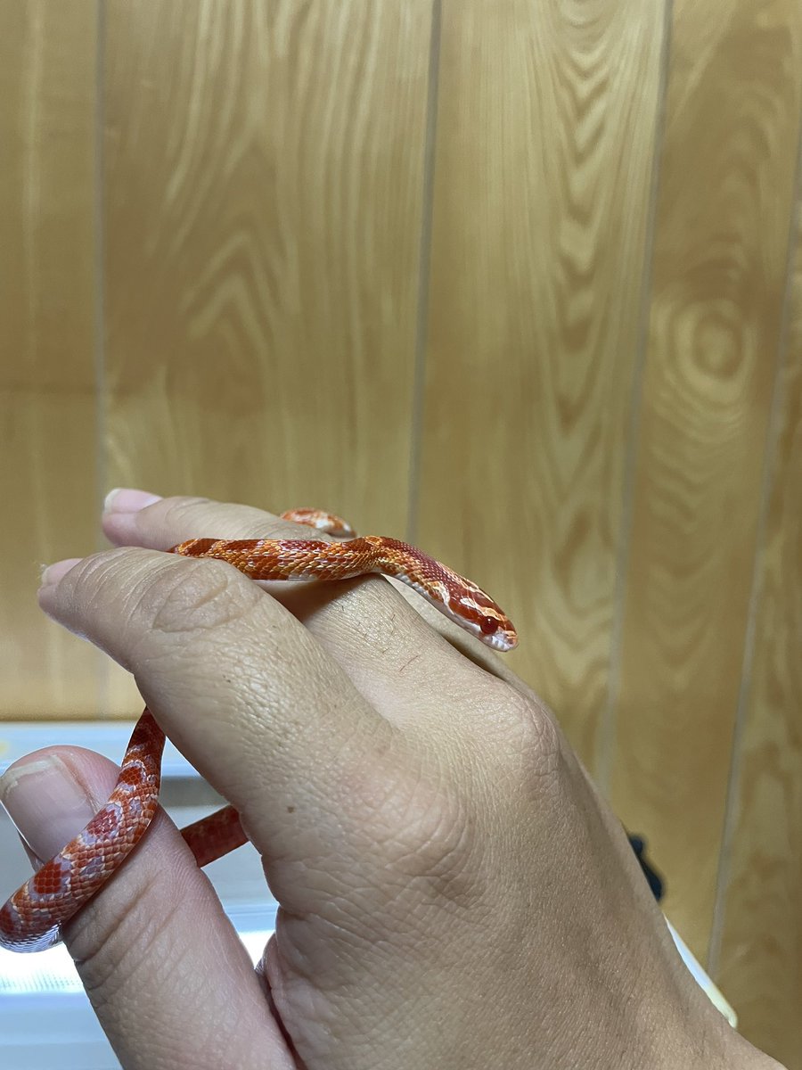 claly25's tweet photo. 今日はお食事デイ❤️
今日も今日とて可愛い🤭 https://t.co/4xuDmVqzG5