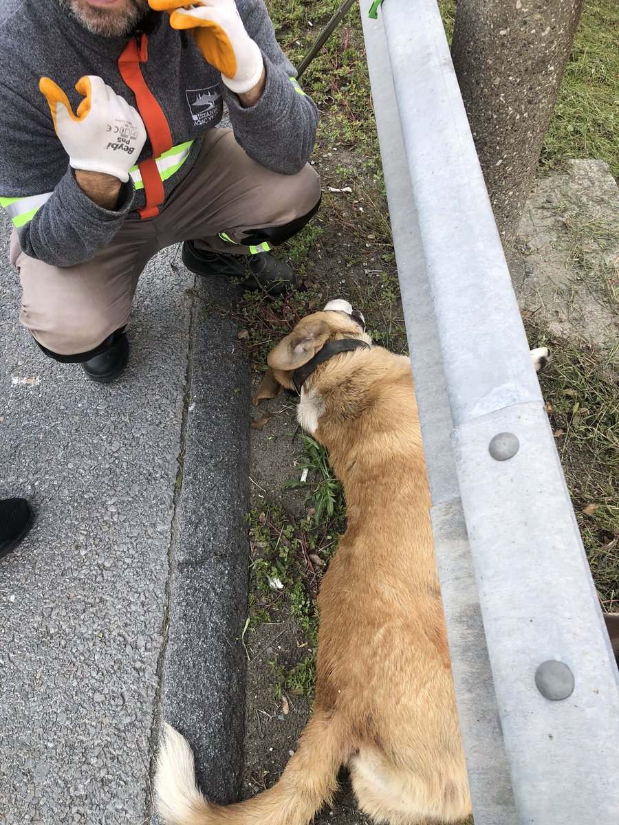 edaolkun's tweet photo. geçen hafta çarşamba günü, tam 6 gün önce bu fotoğrafı çektim. istanbul büyükşehir belediyesi veterinerlik hizmetlerini aradım ve yardım talep ettim. köpeğin ölü bedeninin alındığı mesajı geldi. 2 gün sonra aynı yerden geçtim ve köpek hala ordaydı. @istanbulbld @ekrem_imamoglu https://t.co/7emytDrLVX