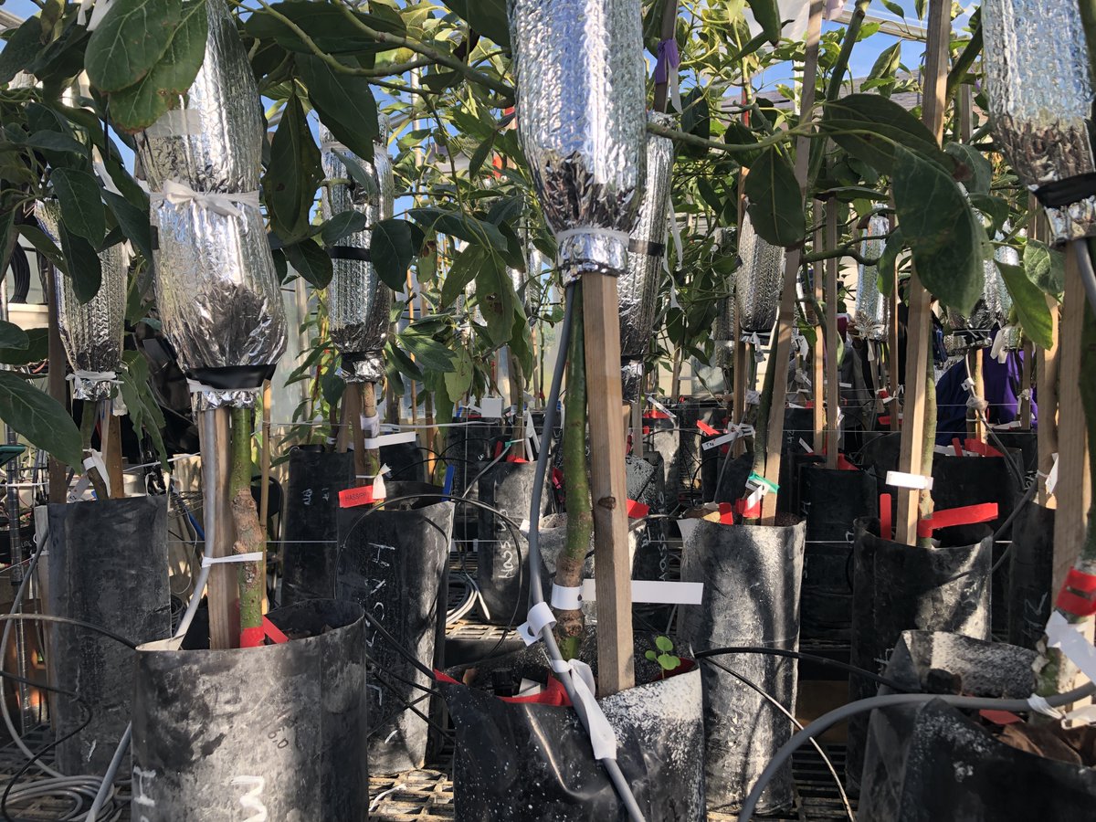 Tropical Plant Clinic & Research Lab (@clinicplant) on Twitter photo Y tambien compartimos tecnicas de laboratorio y de investigacion! 💪🤓 #savetheguac #fightthewilt <a href="/carlosdlt280/">Carlos de la Torre. Avocado grower</a> <a href="/CaSendoyaC_/">Carlos A. Sendoya-Corrales</a> <a href="/MoniNaviaU/">Monica Navia-Urrutia</a> <a href="/NifaScriAvocado/">NIFA SCRI Avocado</a> <a href="/pmanosalva1/">Patty Manosalva</a> <a href="/Cano_Lab/">Liliana Cano</a> Y tambien compartimos tecnicas de laboratorio y de investigacion! 💪🤓 #savetheguac #fightthewilt <a href="/carlosdlt280/">Carlos de la Torre. Avocado grower</a> <a href="/CaSendoyaC_/">Carlos A. Sendoya-Corrales</a> <a href="/MoniNaviaU/">Monica Navia-Urrutia</a> <a href="/NifaScriAvocado/">NIFA SCRI Avocado</a> <a href="/pmanosalva1/">Patty Manosalva</a> <a href="/Cano_Lab/">Liliana Cano</a>