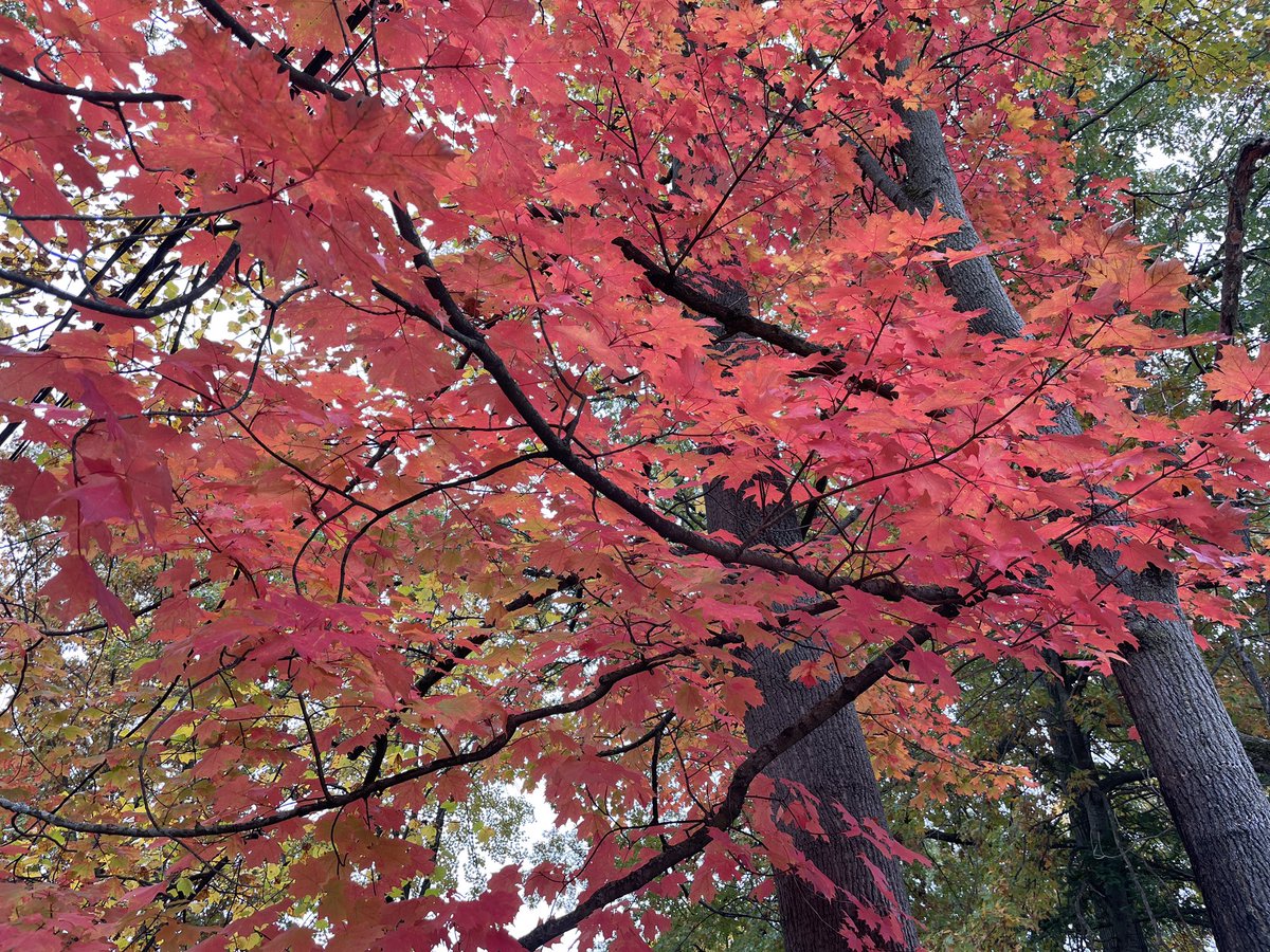 HammertimeAgain's tweet photo. More #Fall #foliage here today in #NewJersey
#Leafs #leafpeepin #fallcolors https://t.co/FY0apUPwBu