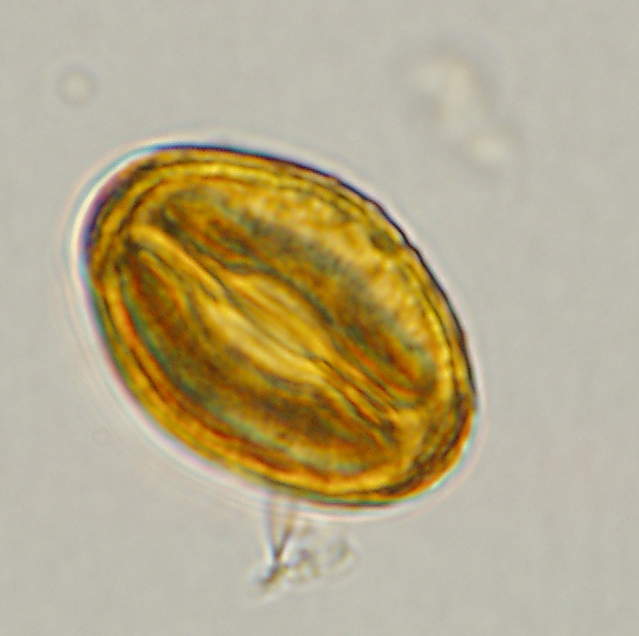 Our fresh paper about relationship between pollen and floristic (alpha and beta) diversity in species-poor and species-rich regions @petr_kunes @VegetPaleo nature.com/articles/s4159…