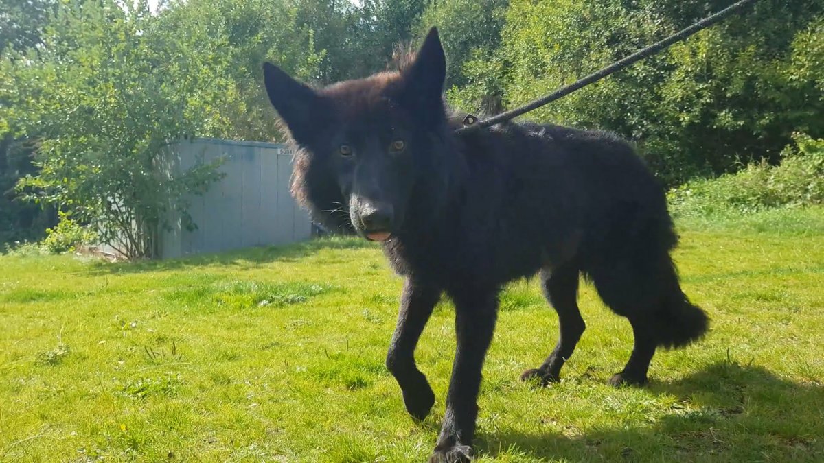 Please retweet to help Jet find a home #MANCHESTER #UK 

Aged 1, #GermanShepherd looking for an adult home where she is the only pet. She is quite nervous so looking to meet a few times before going home. 

DETAILS or APPLY👇
dogshome.net/dog-for-adopti……
#dogs #dogsoftwitter #pets