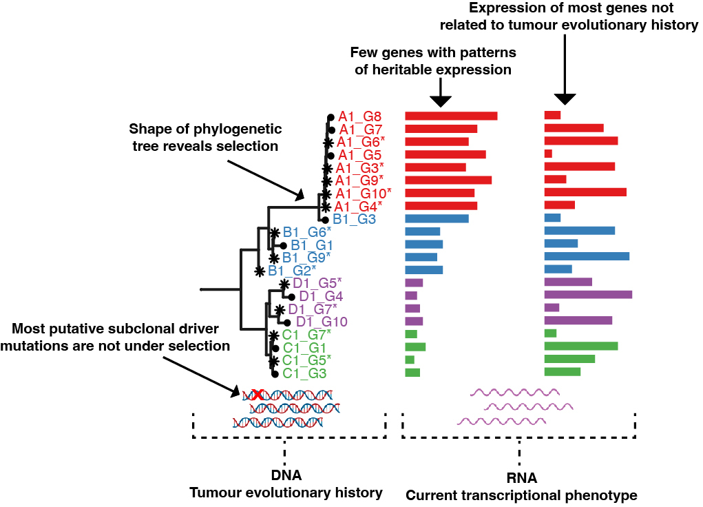 Trevor Graham (@trevoragraham) on Twitter photo How do the #genome, #epigenome and #transcriptome co-evolve in colorectal #cancer? In the second of two papers in @nature, we find gene expr is not strongly heritable & evaluate "driverness" of muts directly in patient tumours nature.com/articles/s4158… <a href="/AndreaSottoriva/">Andrea Sottoriva</a> #EPICC2 1/7 How do the #genome, #epigenome and #transcriptome co-evolve in colorectal #cancer? In the second of two papers in @nature, we find gene expr is not strongly heritable & evaluate "driverness" of muts directly in patient tumours nature.com/articles/s4158… <a href="/AndreaSottoriva/">Andrea Sottoriva</a> #EPICC2 1/7