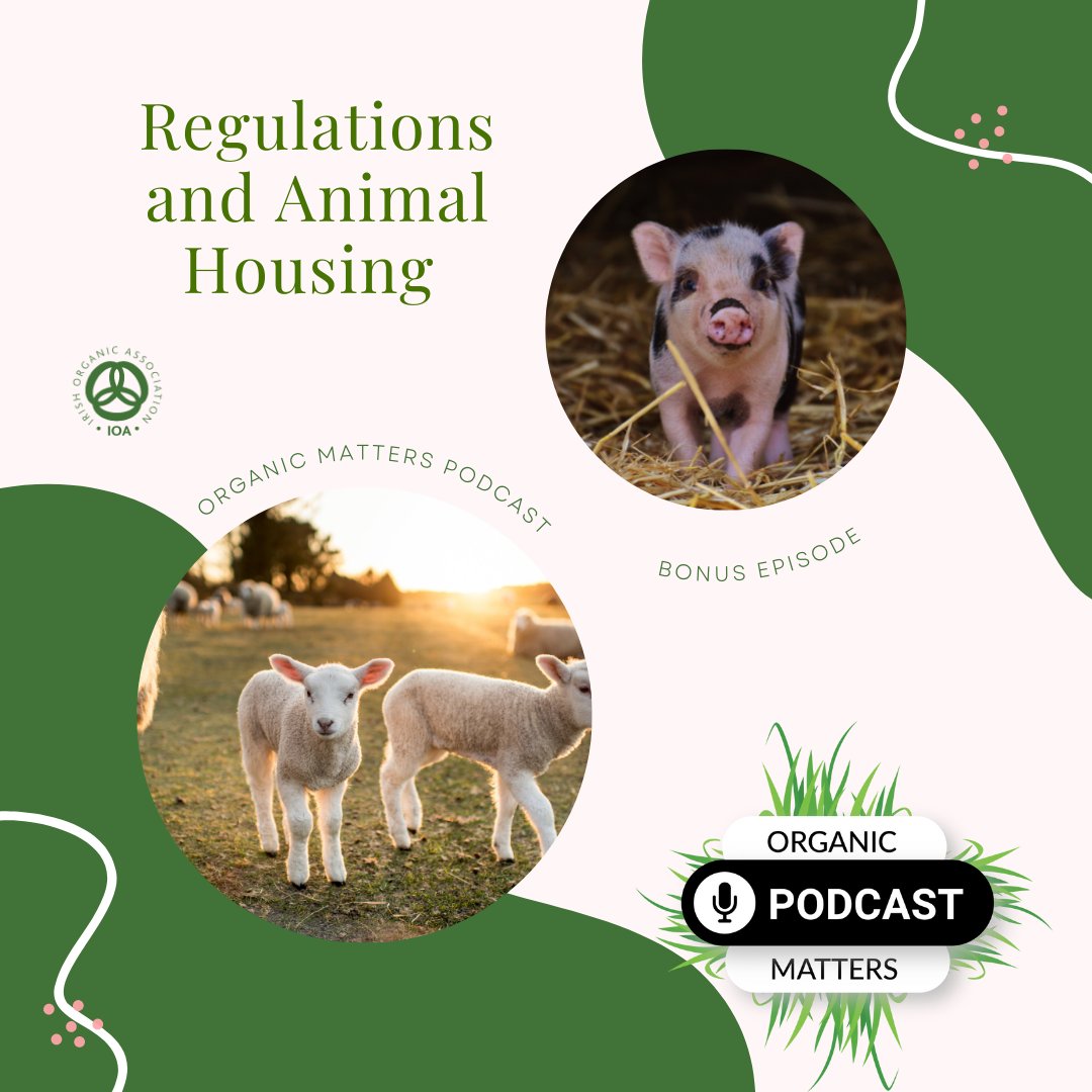 Episode 2 of the Organic Matters Podcasts special on joining the Organic Farming Scheme discusses organic regulations & animal housing. We outline adaptation options for farmers to meet the regulations. Listen here bit.ly/3rH8jEa #demandorganic #organicforireland #ofs