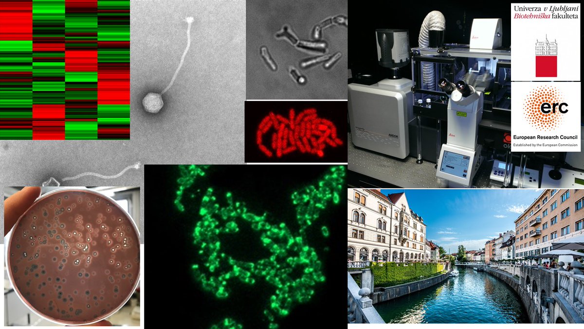 Anna_Dragos's tweet photo. We are looking for a postdoc๐ข interested in temperate phages, phage conversion, cell imagining, gene regulation, @ERC_Research -funded position at @UL_BioTech ๐ธ๐ฎ in https://t.co/6KxKwGB6gj 3Y(+2)! Apply here
=> https://t.co/yzvoXNPgaX
#Bacillus #SPbeta #Microscopy
Pls retweet https://t.co/lEltUbsCdg