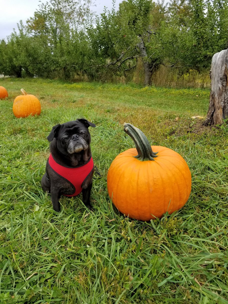 🎃🎃 #NationalPumpkinDay #PumpkinDay #pumpkin #pumpkinpatch #pug #puglife #pugs #pugsoftwitter #dogsoftwitter #tripawd @HeyWhatDay