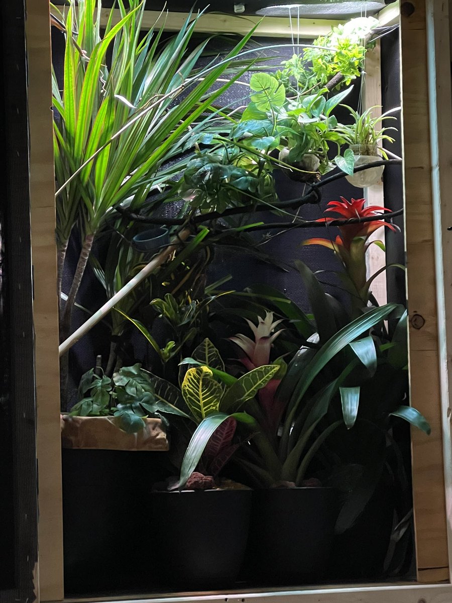 _TheRealKenna_'s tweet photo. I am thinking about a segment on an indoor garden? Would this interest anyone? I was thinking we could plant a food plant and track it? We’ve been learning about indoor gardens the last few months, and would love to pass on the information!
#garden #indoor #plants #zengarden https://t.co/K9KXHYPDU5