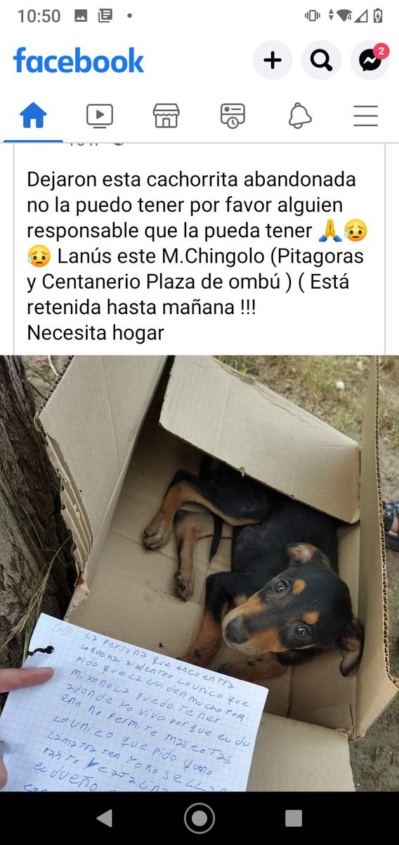 ALEXIANA777's tweet photo. La dejaron abandonada con una carta que pedía ayuda #Lanuseste Pitágoras y Centenario Plaza ombú🥺🥺🙏🏻💔💔 @centrozoolanus @ZooLanus @ZooLanus @PatitasLanus @michisdelanus @lanusmerlo https://t.co/AbQOTSxI5Z