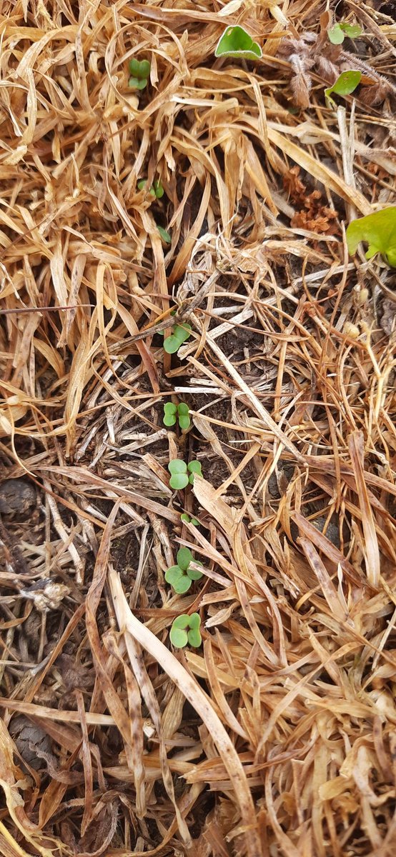 Moviendo el Nabo forrajero Greenland