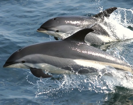 Action against the ongoing slaughter of Dolphins and Whales at Taiji in Japan and the Faroe Islands grindadrap. change.org/p/stop-the-hun… @Seasaver