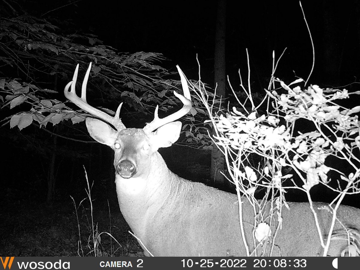 skdev0527's tweet image. This guy visited a community scrape last night.