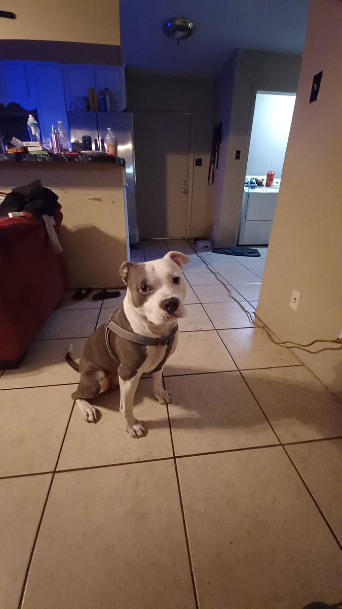 FlemonWilliam's tweet photo. @tamadogecoin #Tamadoge #ShareYourDoge https://t.co/2SQrEn7aEe
