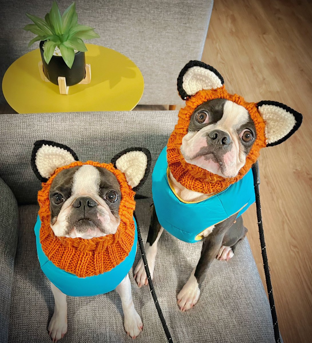 Happy National Pumpkin Day!🍁🎃🦊
#goodmorning #PumpkinDay #Halloween #doglovers #bostonterrier #bostonterrierdelight #dogsoftwitter