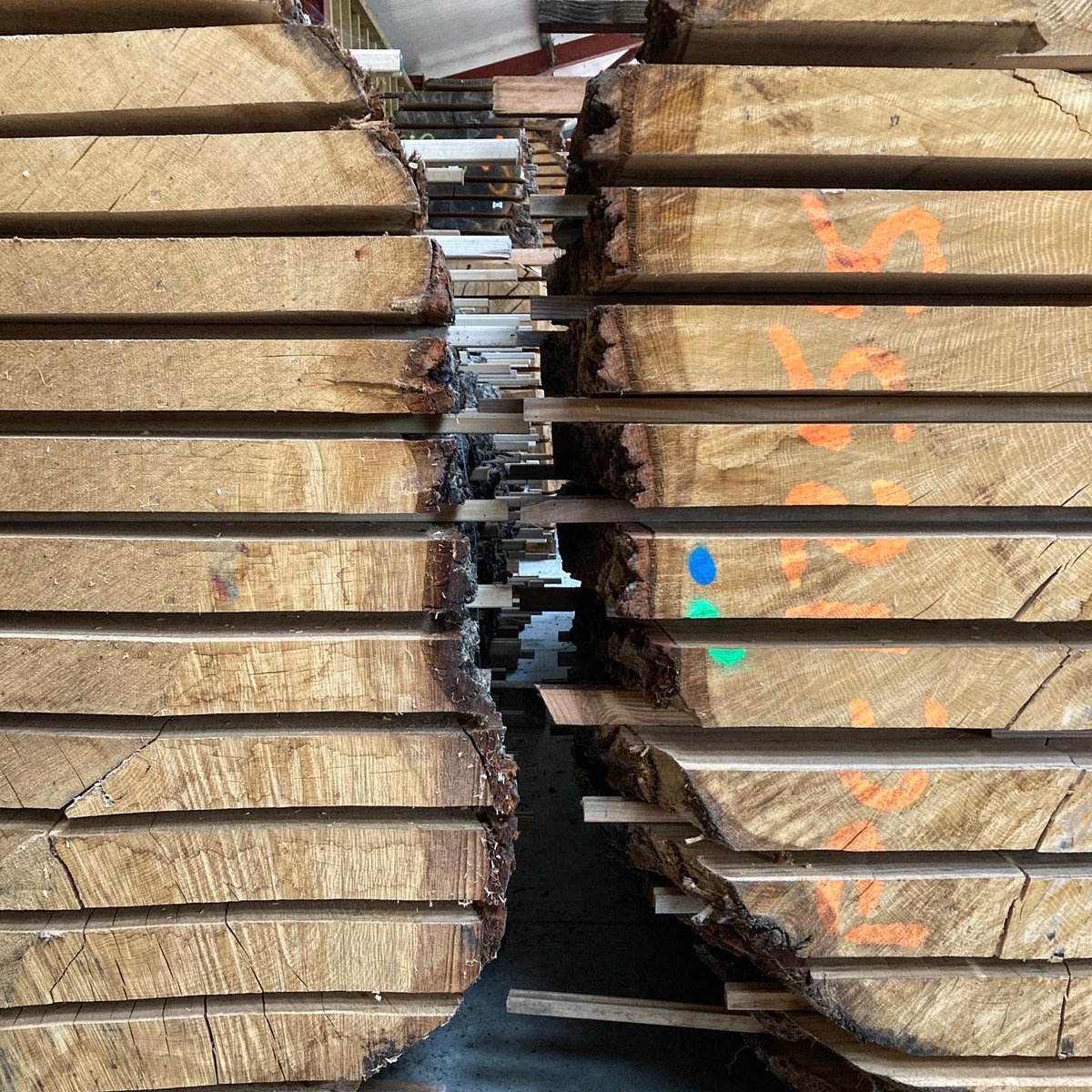 cockingsawmills's tweet photo. There's Oak, & then there's Oak that's bigger than your forklift. These boules were cut from the same enormous tree - felled out of necessity, now safely air drying undercover. They're going to make beautiful #growninbritain #oakboards #itstartswiththetrees #workwithwood https://t.co/2rd5VRmXLj