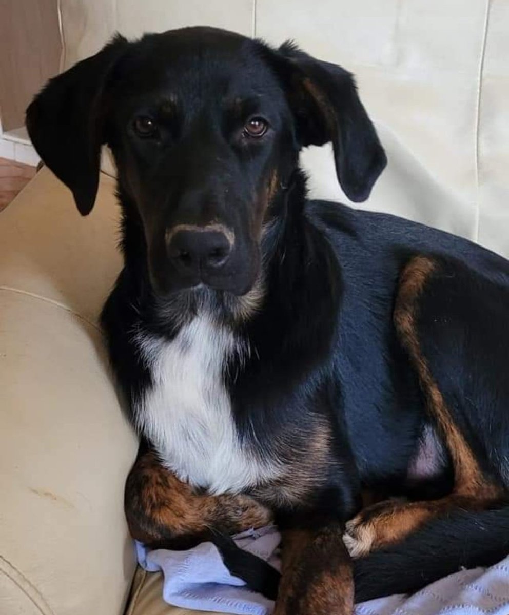 DogsRescueC's tweet photo. "GOLIAT"
En adopción, tamaño grande, 5 meses
Es un cachorro tranquilo, dormilón y con un estupendo carácter
Juega un rato y se echa a dormir 😍
Su postura favorita es estar acostado, cosa que hace gran parte del día.
Es un perrito tranquilo, equilibrado y se adapta a todo https://t.co/2j7bH1eKkU