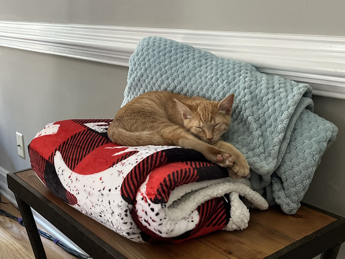 Carib_Dawn's tweet photo. @feederofcats The little a**holes recharging to destroy our lives. 🧡 #GingerDemon #ChaoticOrange https://t.co/lDJXaTMzfF
