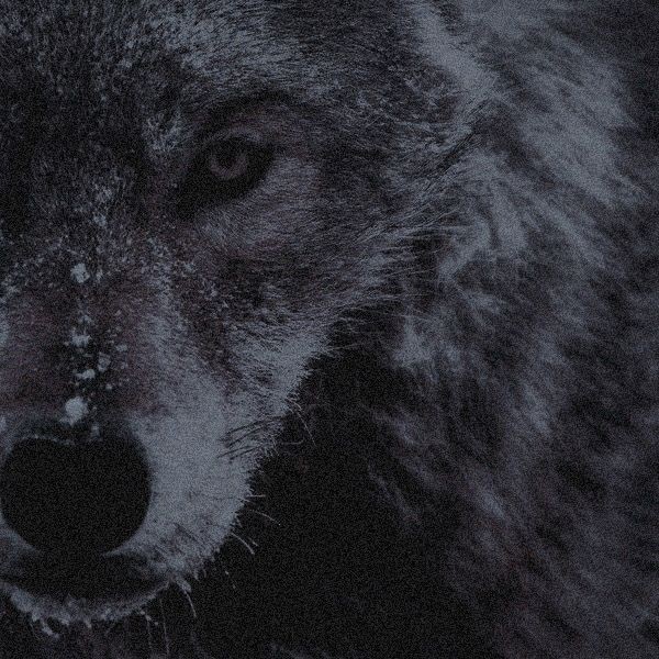 YAYOI_woolshed's tweet photo. ᅠ
ᅠ
         𝗛𝗔𝗟𝗟𝗢𝗪𝗘𝗘𝗡 
ᅠ                   @YAYOI_woolshed
              𝗪𝗲𝗿𝗲𝘄𝗼𝗹𝗳 🐺🌕ᅠ

ᅠ       ❝  ยินดีต้อนรับเข้าสู่ป่าแห่งความมืดนะคะ ทุกท่าน ˶ᵔᵕᵔ˶  ❞
ᅠᅠ
ᅠ https://t.co/OUJMep10Z9