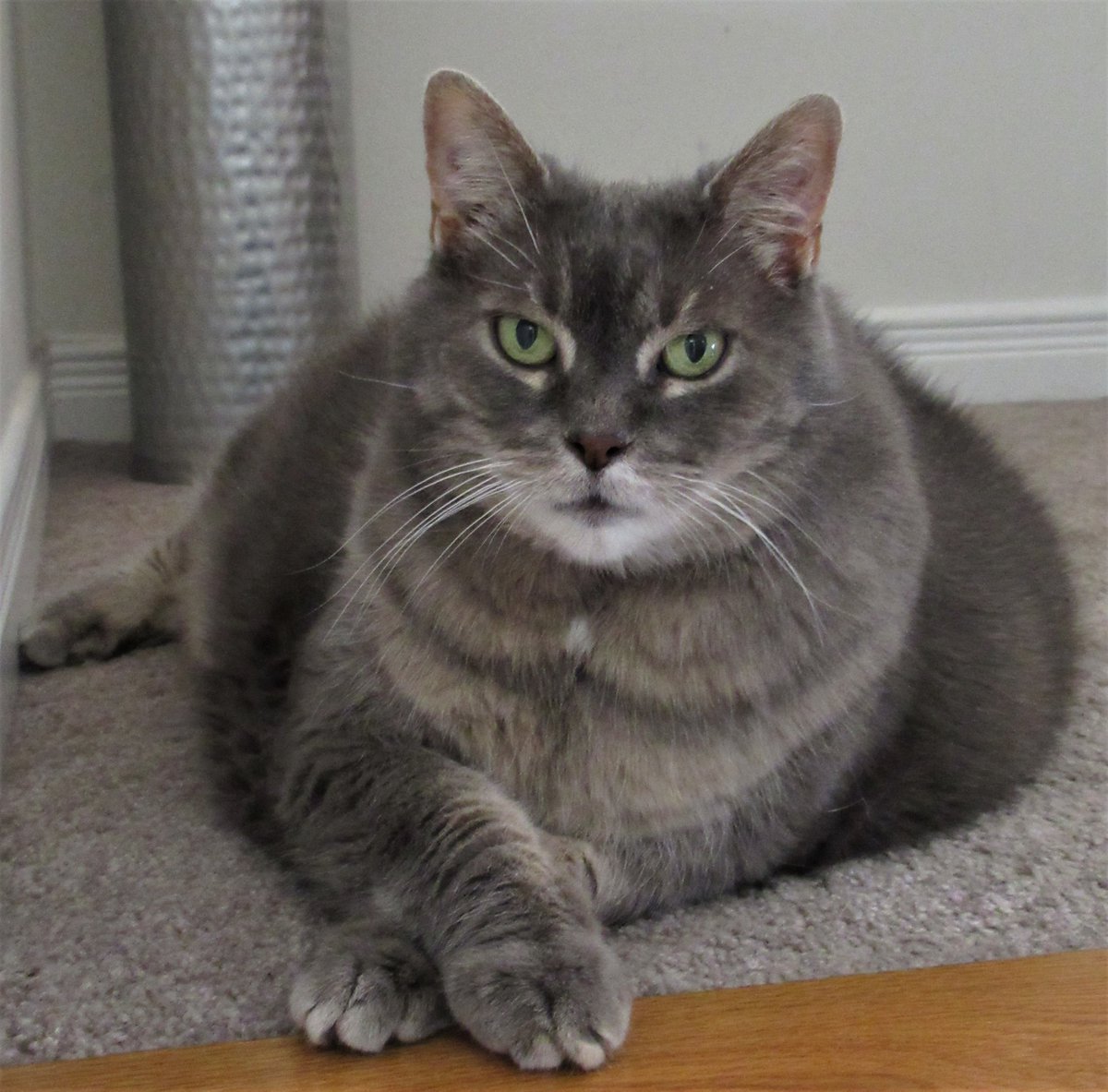 <a href="/RevivalCare/">revival.care</a> Thank mew! I love how she crosses her paws! 
A real sophisti-CAT! Have a purrfect day! 
#cats #CatsOfTwitter