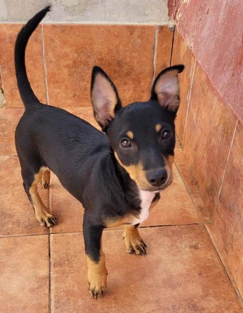 "OREO"
En adopción, cachorro tamaño pequeño, 3 meses
Muy cariñoso, le encanta estar con personas
Oreo tenía hasta hace unos días una familia, no sabemos por qué han decidido deshacerse de él
Es un perro muy sociable y bueno que hará muy felices a sus nuevos adoptantes