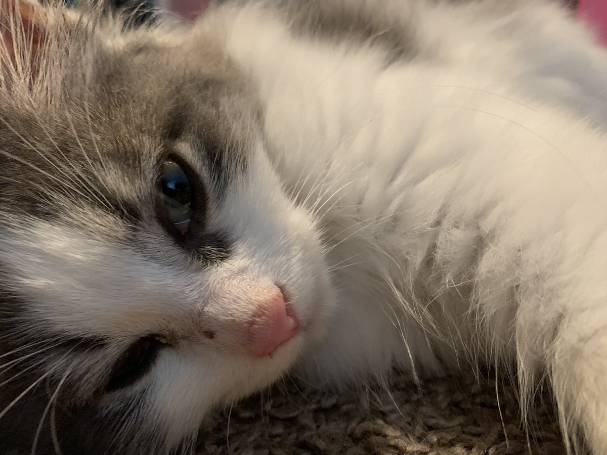 yessyrojas_'s tweet photo. I got a kitten 🥺❤️ https://t.co/R1OLU8x7XE