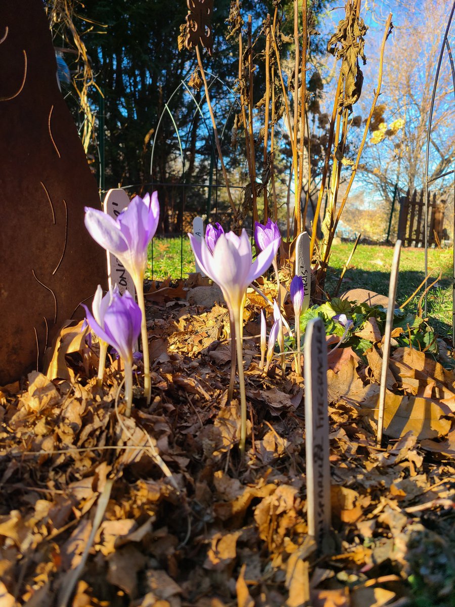 Leave the leaves - and enjoy more free time this fall. Leaves left on garden beds create habitat for overwintering bees, add carbon to soil as they break down, and reduce weed pressure.