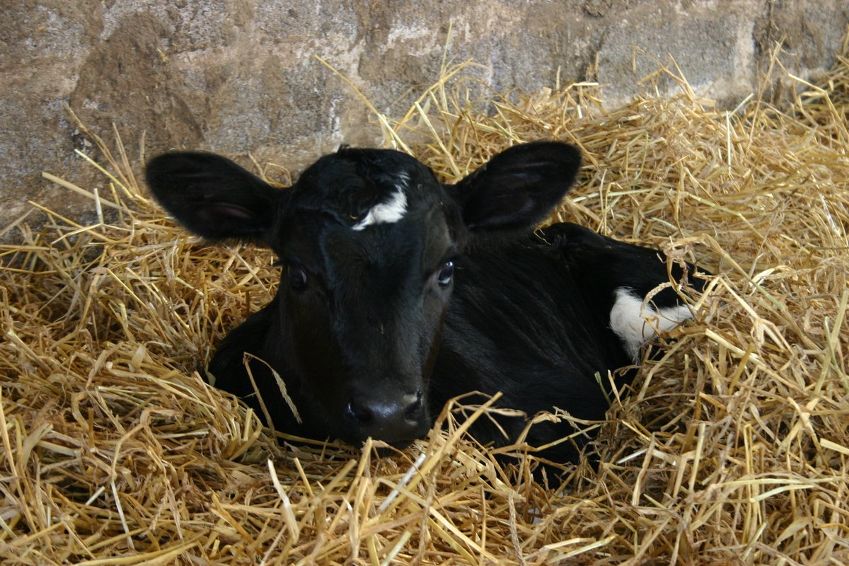 FarmIQUK's tweet photo. Are you registered for the free Great British Calf Week webinar next week? The session will focus on "Getting the right environment for health and productivity“. Book for the webinar here: https://t.co/ME4Gu0ptEH https://t.co/NORulNB3De