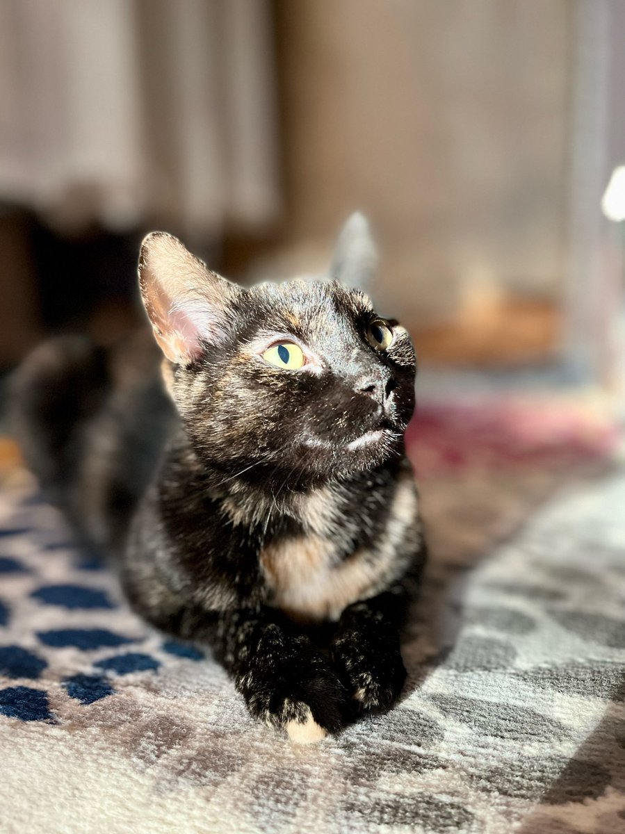 iloveluucy's tweet photo. It’s #whiskerswednesday #HumpDay 🐪 can I get a boop😻 #lucylove

#tortitude
#CatsOfTwitter 
#cats
#AdoptDontShop 
@AllTheTorties 
@tortiecatz https://t.co/NSSkSwMl5t