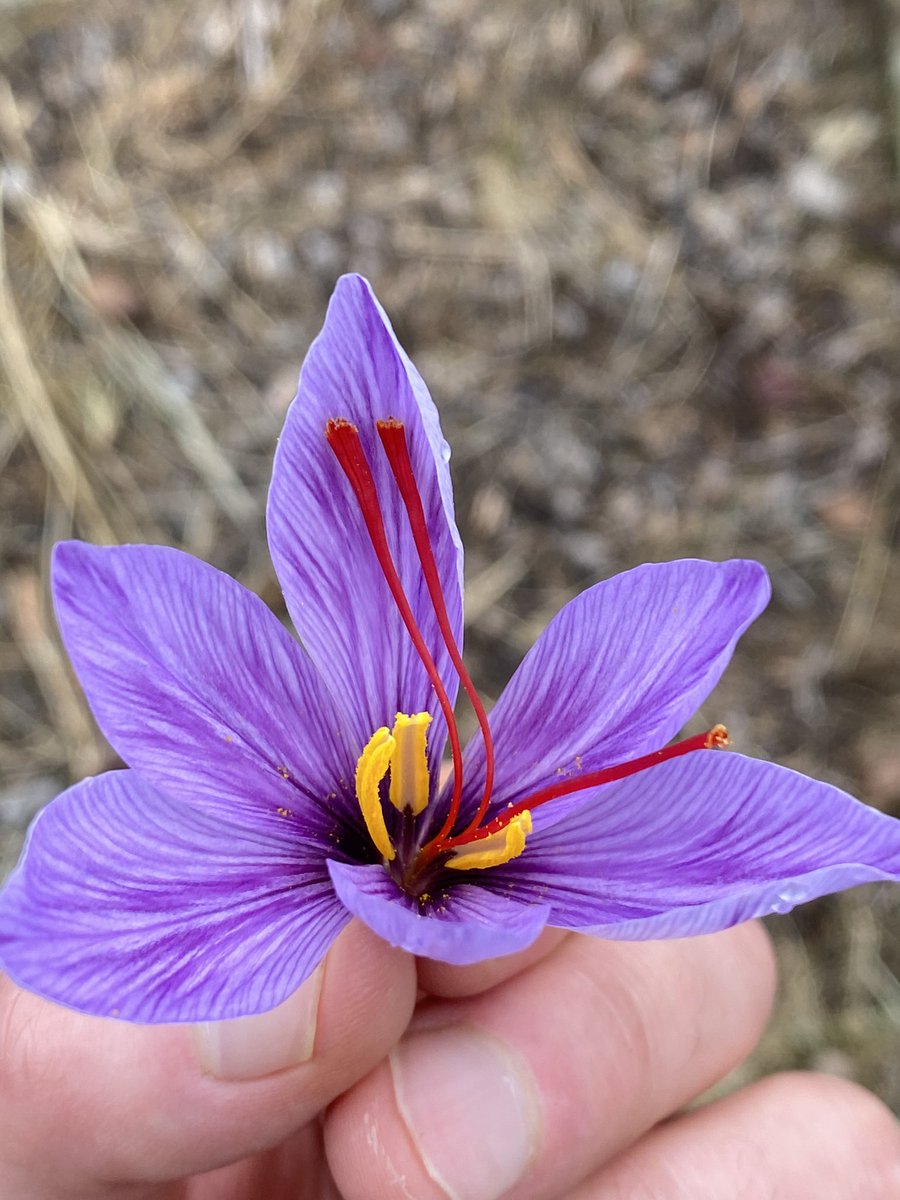 Saffrosystems's tweet photo. Whatβs your favorite aspect of growing saffron (Crocus sativus)?
#saffron #crocus #crocussativus #plants #fallcrop #cashcrop #agriculture #SustainableAg https://t.co/iAVhuDcZzS