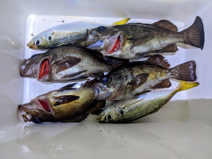 メバリング講座 よく釣れる時期はいつ 時間帯や場所など釣り方のポイントも Kurashi No