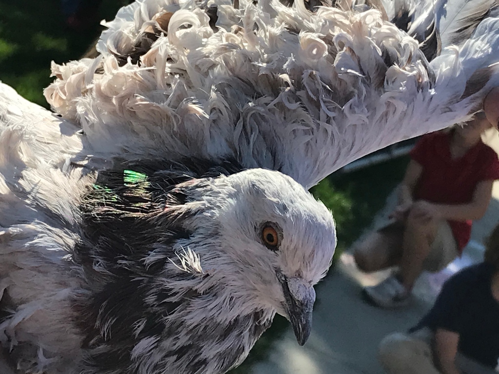 PromontoryEL's tweet image. As part of Promontory's 3/4 expedition "Saving our Species" students studied the passenger pigeon, and their plight to extinction. 

#ellearning #promontoryschool #handsonlearning #expedition